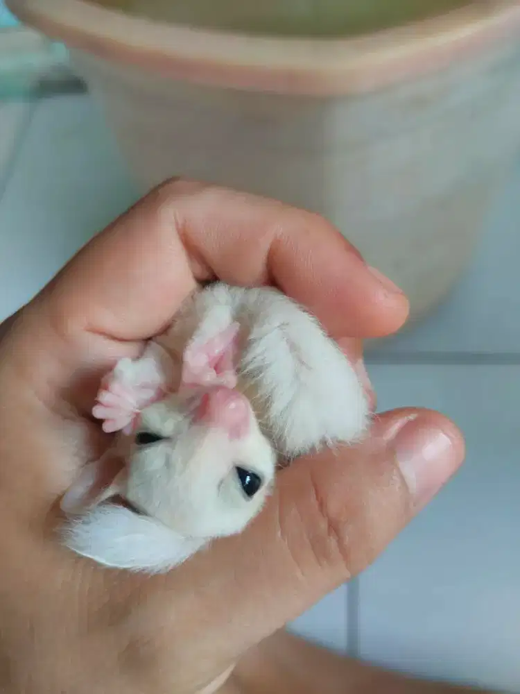 Sugar glider leucistic joey