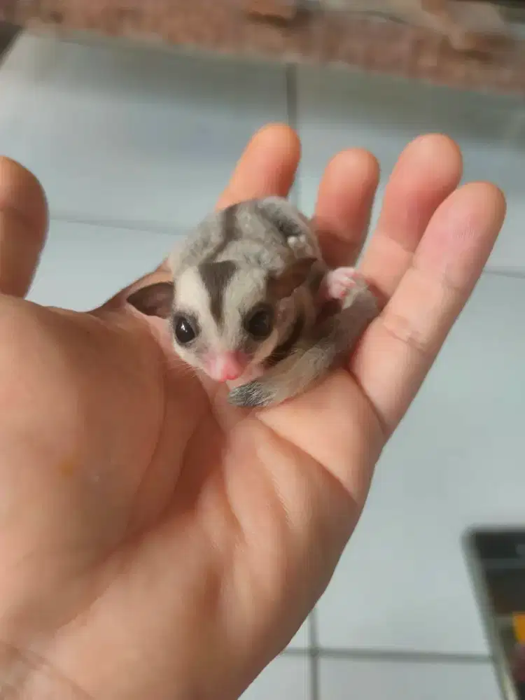 Sugar glider joey classic grey