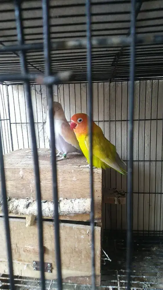 Jual sepasang love bird sudah pernah produksi 2 x