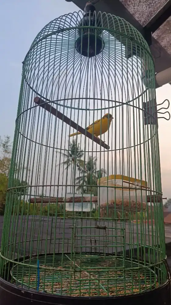Kenari AF kuning dewasa gacor
