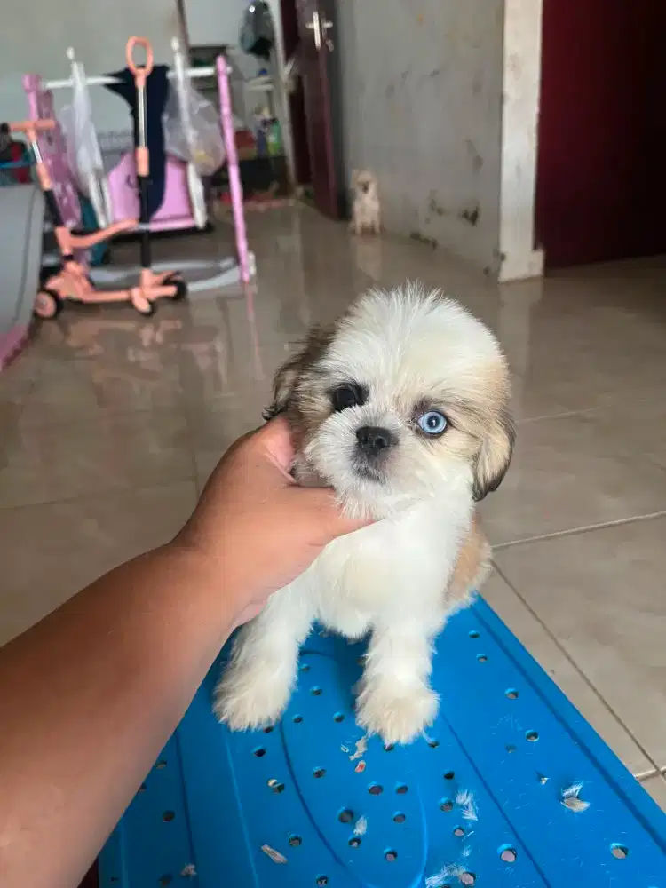Shihtzu Blue eye. Mata Flip flop medan siap pantau