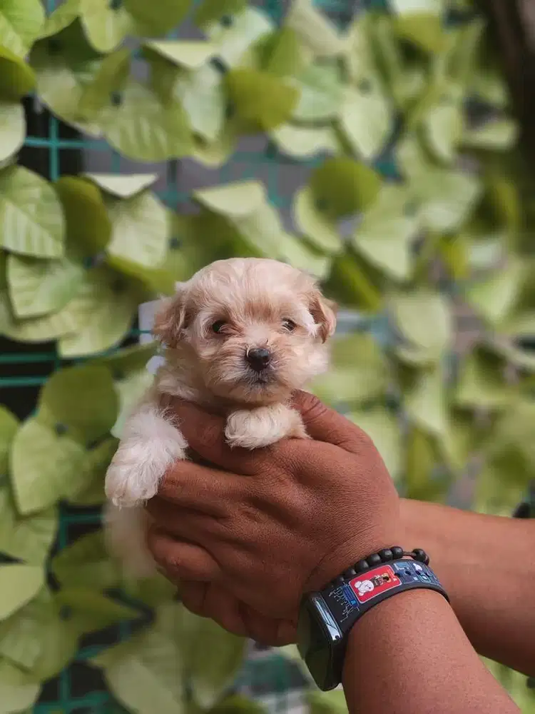 Maltipo teacup super cute