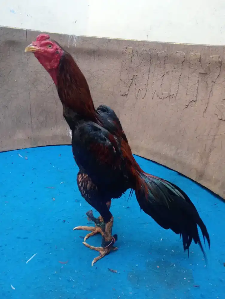 Ayam Bangkok klasik uk 5,5 win 2x