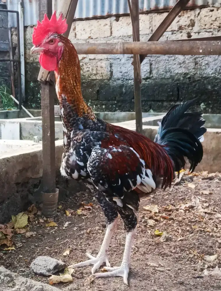AYAM PELUNG JALI
