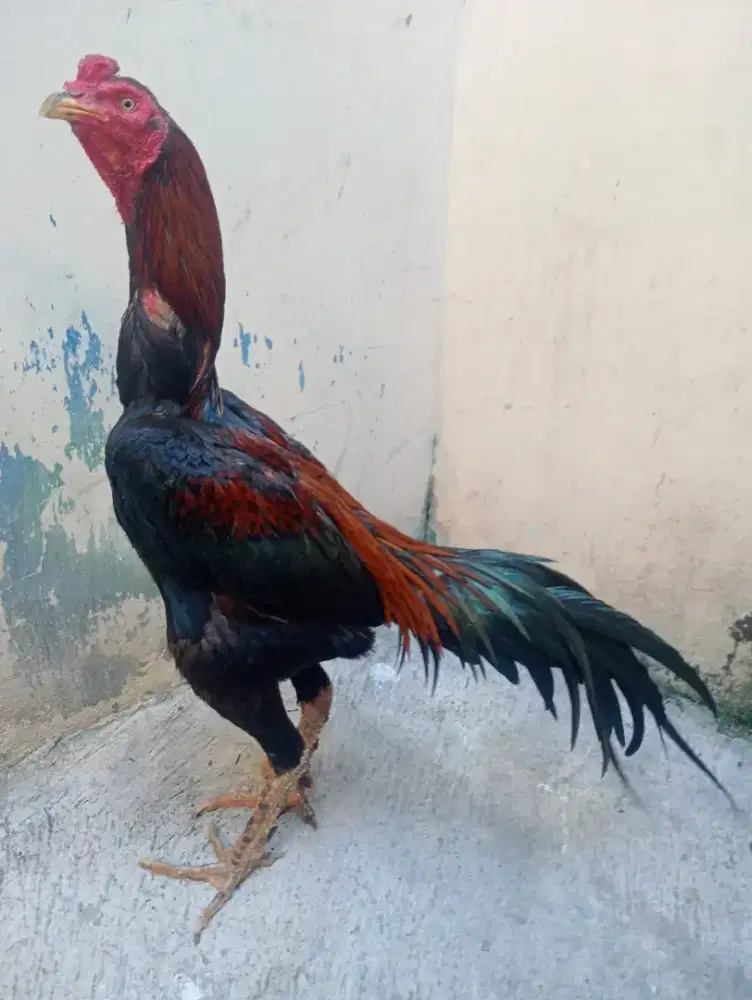 Ayam BK klasik win 2x