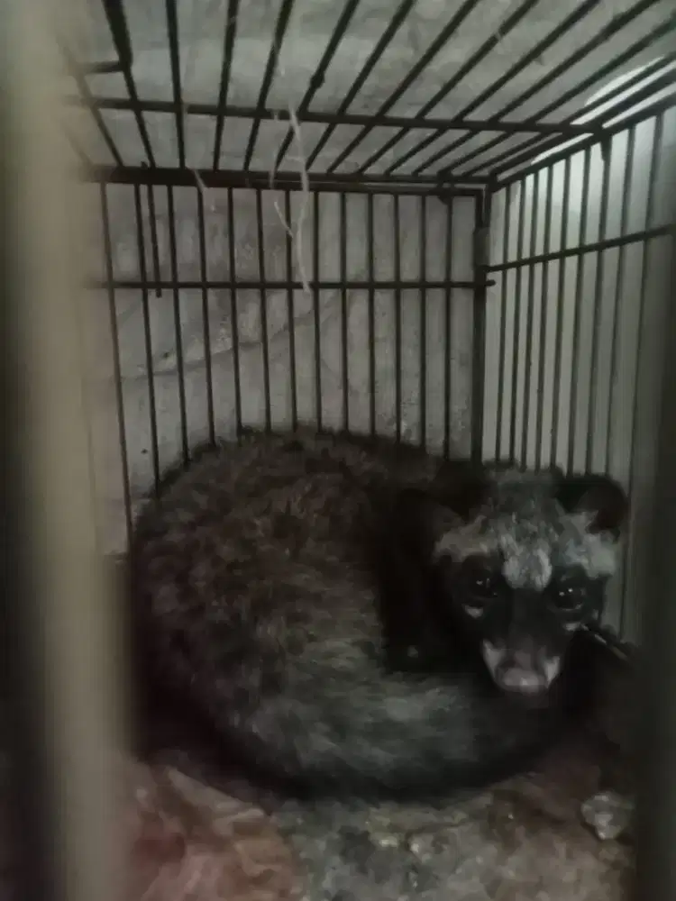 Musang jantan usia 4 bulan