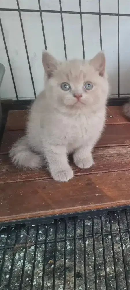 Open Adopsi Britis short hair