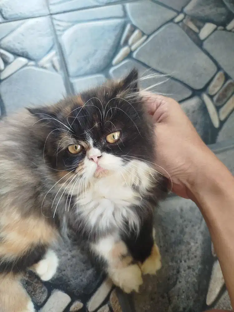 Kucing Persia Calico