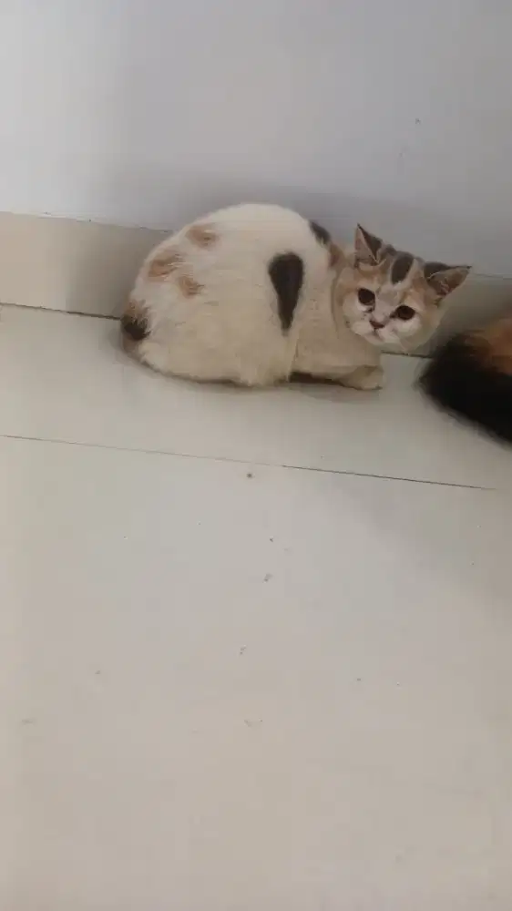 DIJUAL KUCING RAS PERSIA MIX ANGGORA HIDUNG PESEK.