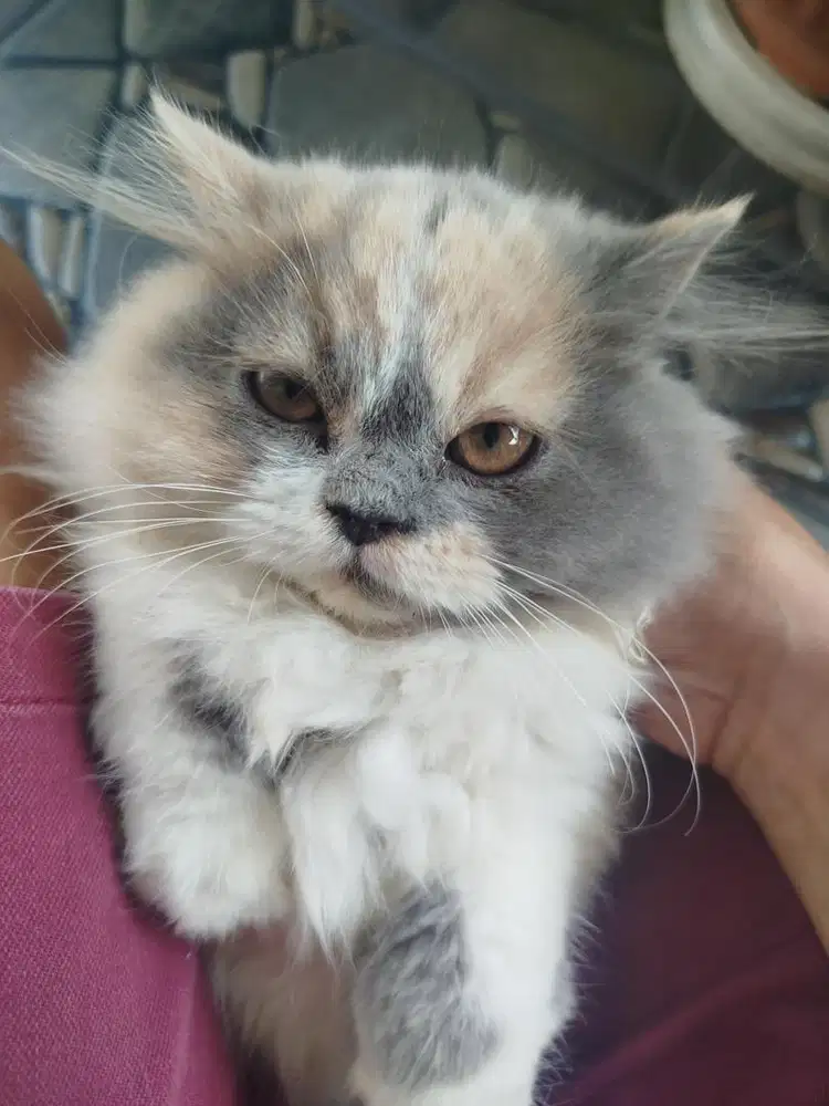 Kucing Persia Calico