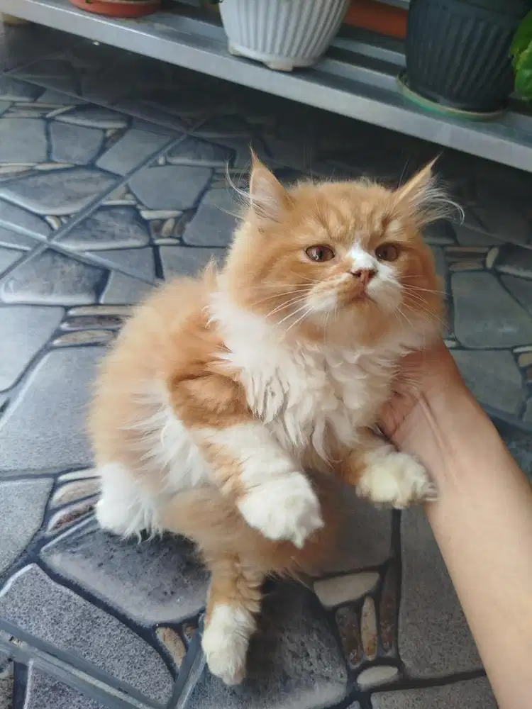 Kucing Persia Doll Face