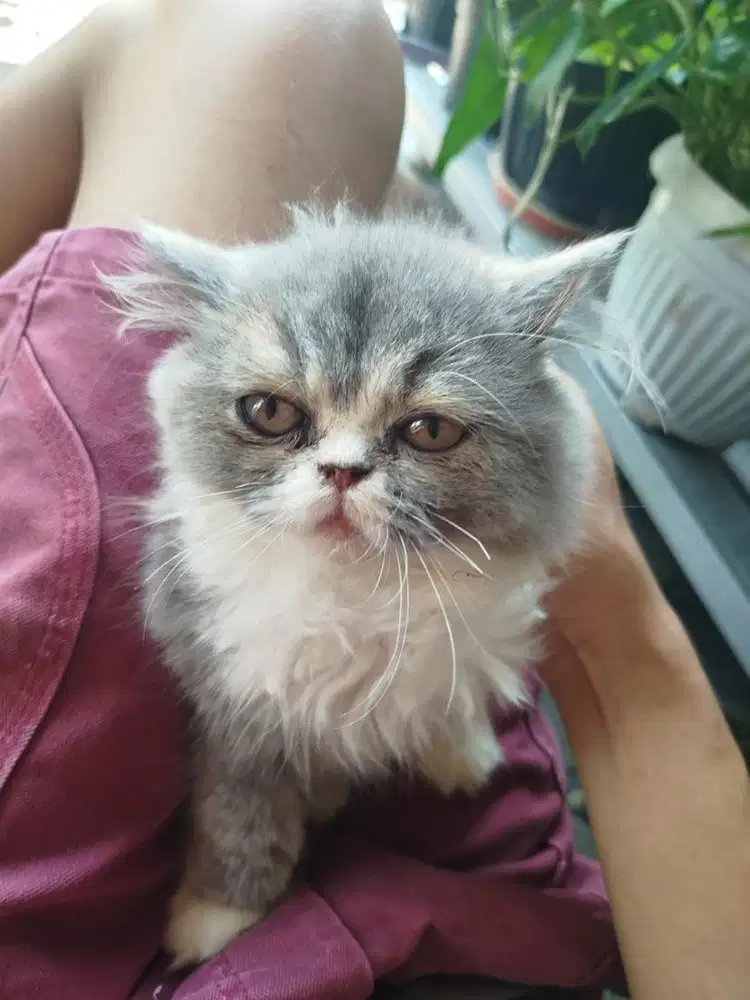 Kucing Persia Flatnose