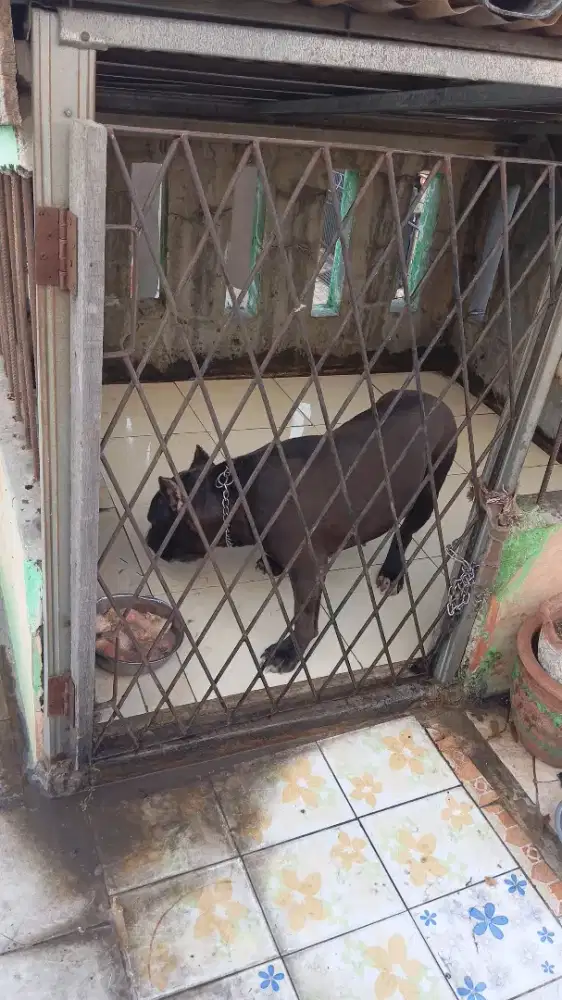 Pitbull bigsize