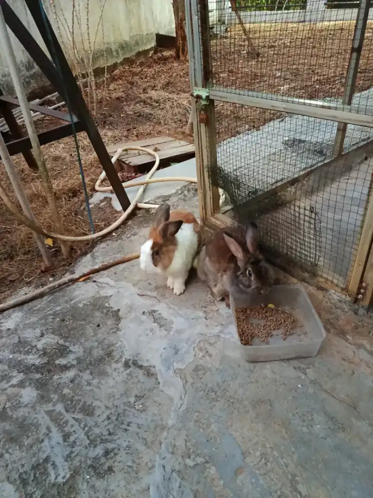 Kelinci lucu dan imut 1 pasang murah