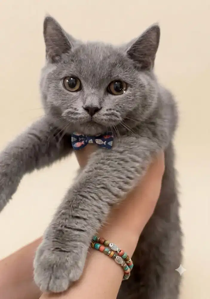 Kitten BSH jantan
