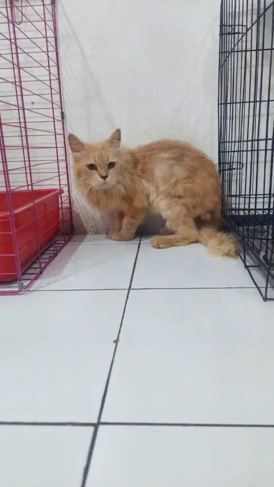 Mainecoon mix jantan