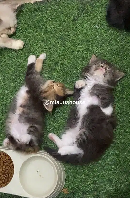 KITTEN PERSIA LONGHAIR