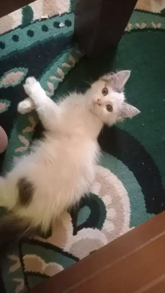 lepas adopt kitten Persia