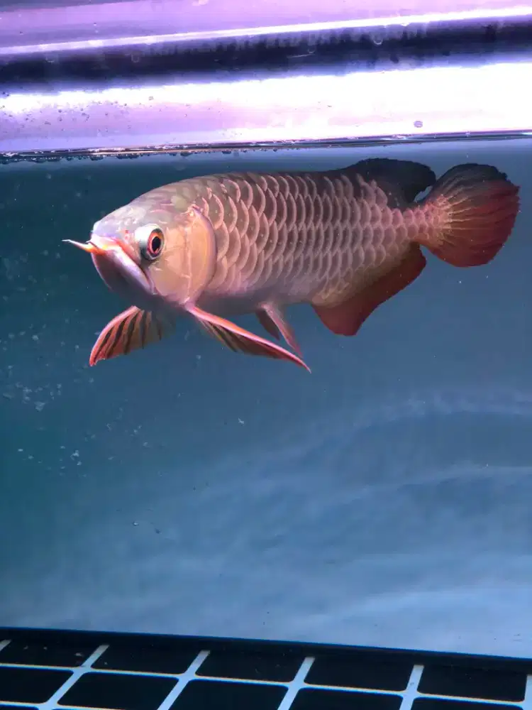 Golden red Crossback Malaysia