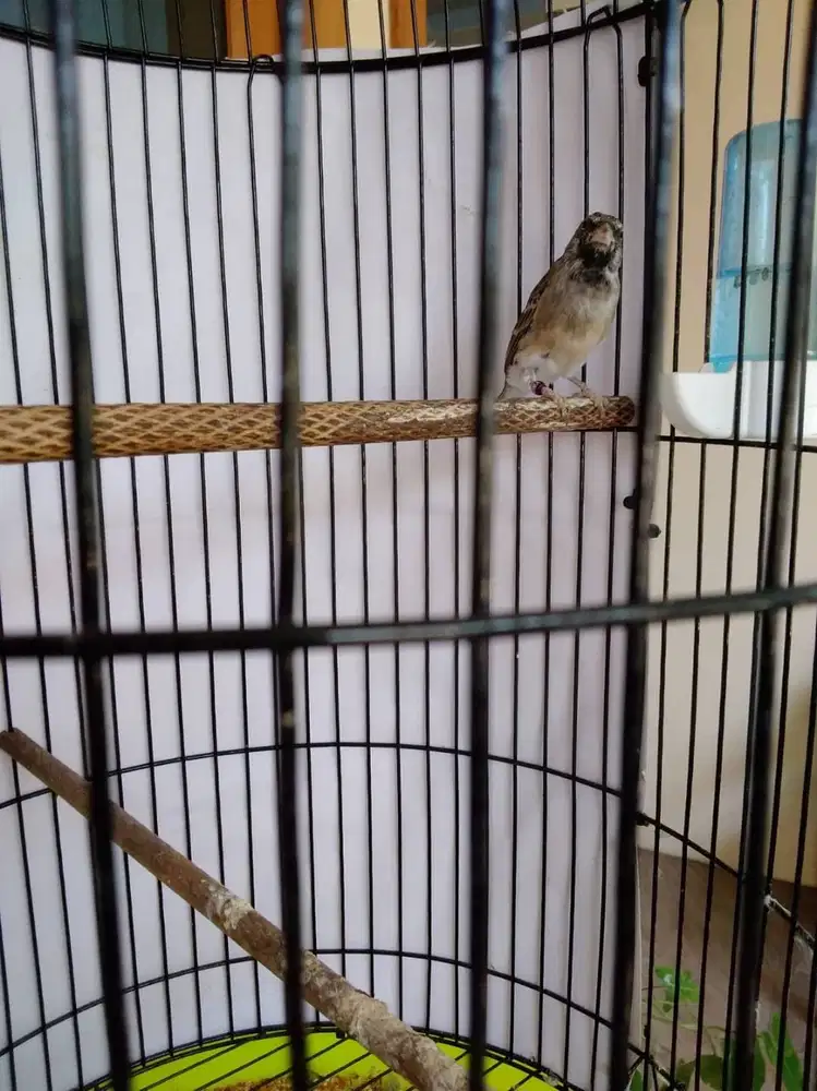 Blackthroat Sombos (Somerini X Botswana) Jantan Gacor