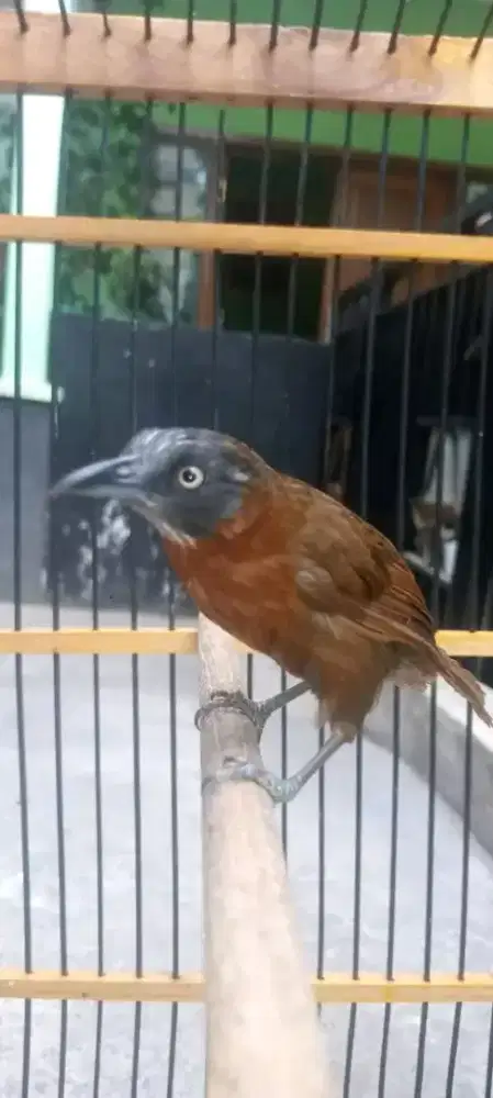 tepus kepala abu rawatan rajin