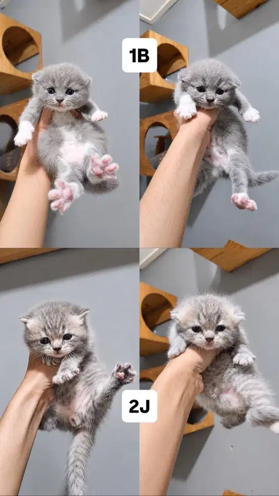 Kucing Kitten British Short Hair (BSH)