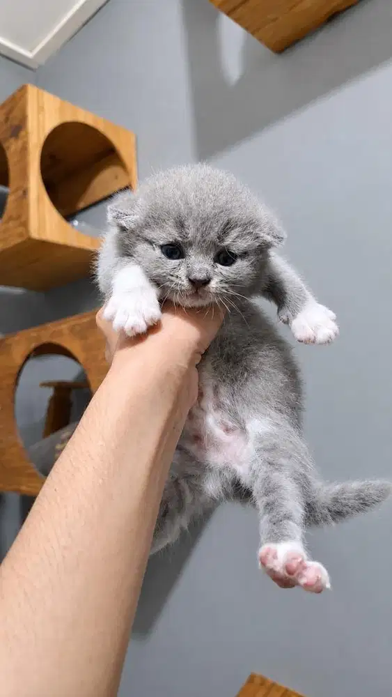 Kucing Kitten British Short Hair (BSH)