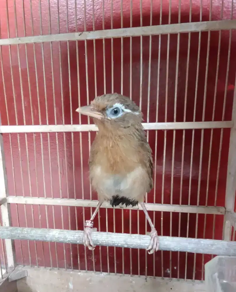 paud wambie ternakan jinak mandiri jaminan jantan