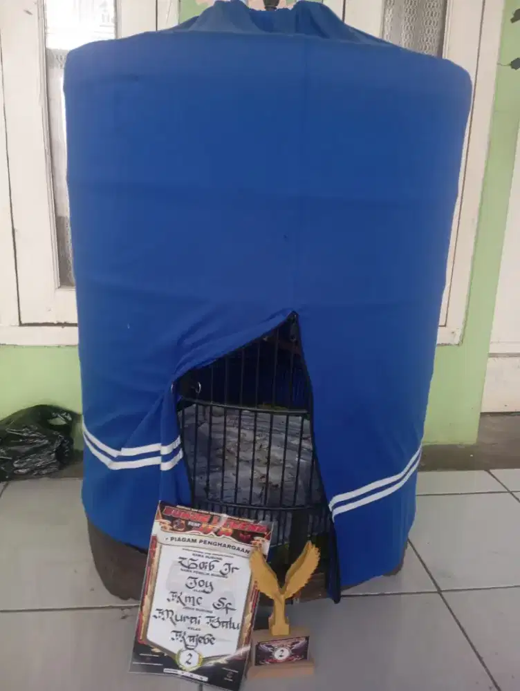 Murai Medan mulus siap gantang ekor 19