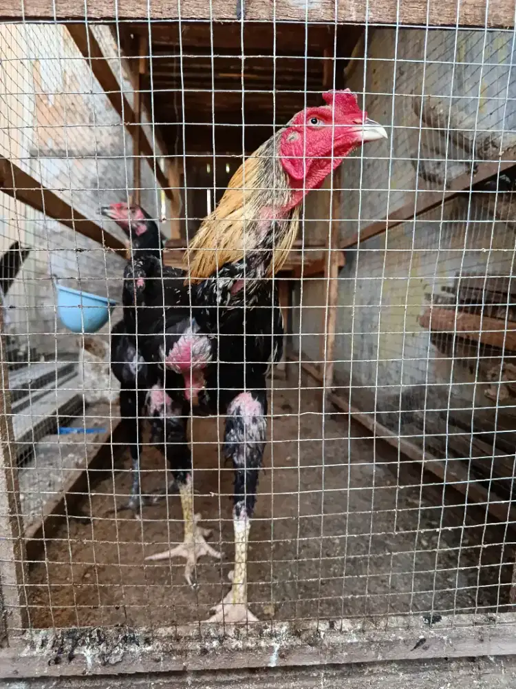 Jual Ayam Jantan Besar