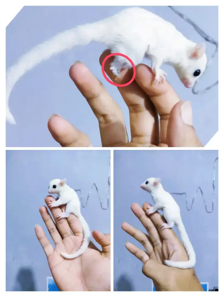 Sugar glider Joey Leucuistic