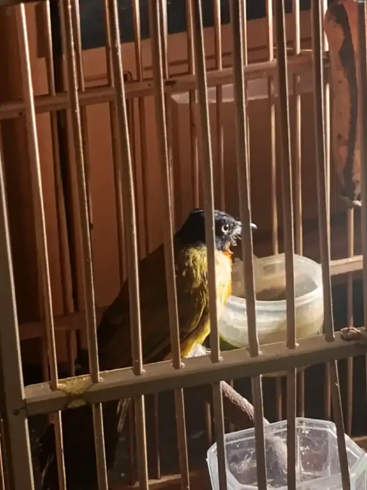 Kutilang emas ( rawatan 3 bulan )