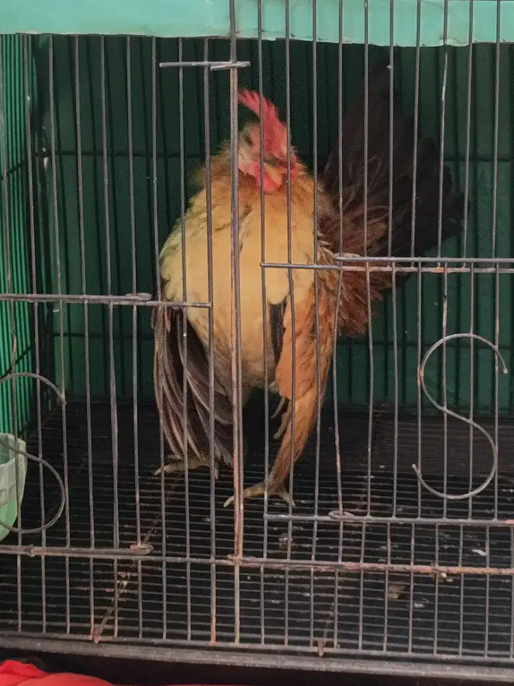Ayam Serama Jantan Bloodline Ori Indukan Import
