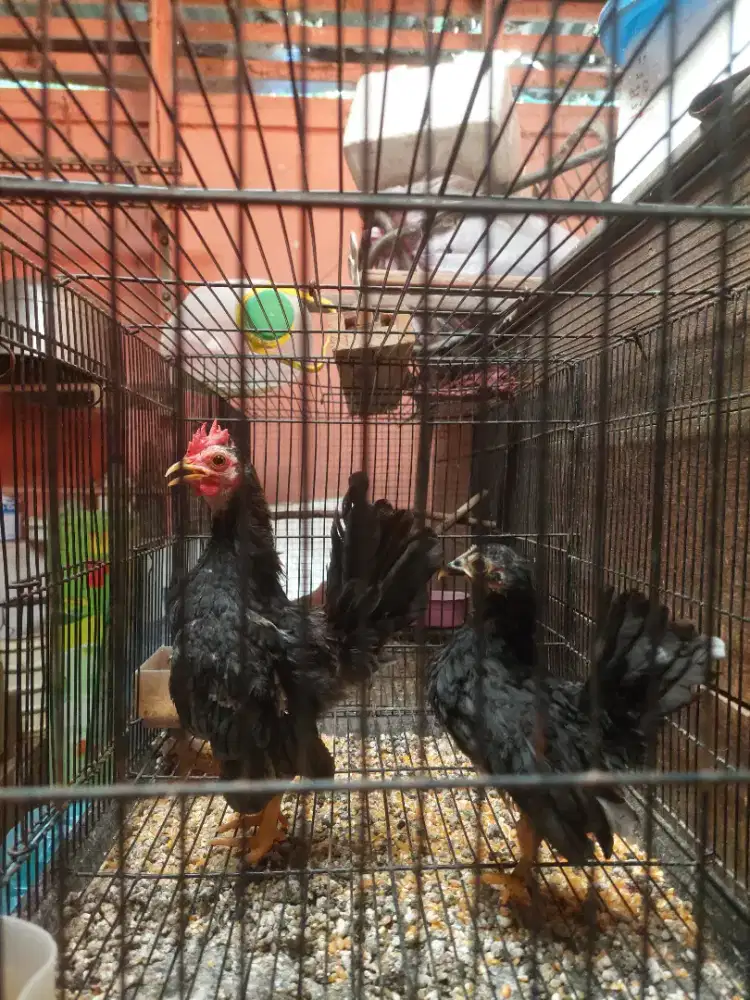 Serama remaja menuju dewasa