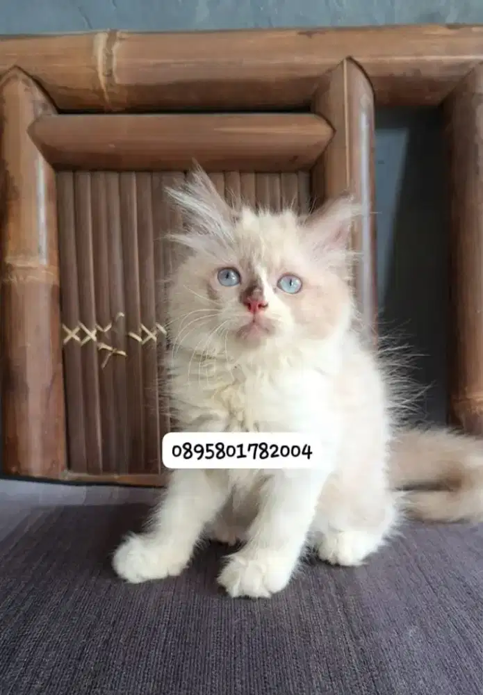 Anak kucing ragdol/kitten ragdol jantan /kucing ragdol jantan