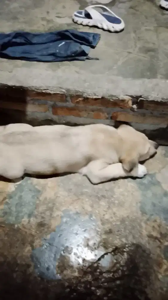 Jual anak anjing mix rotwiler dan mix golden