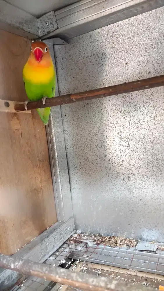 Lovebird betina