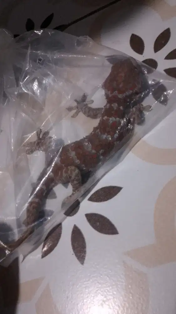 Buat yg hobby pecinta reptil