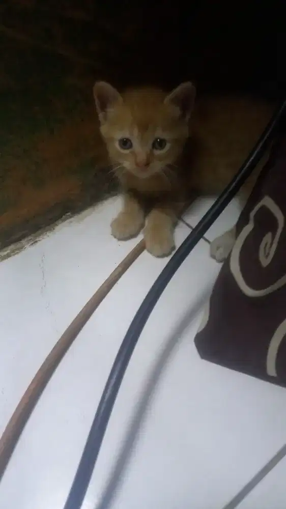 Sepasang kucing anggora