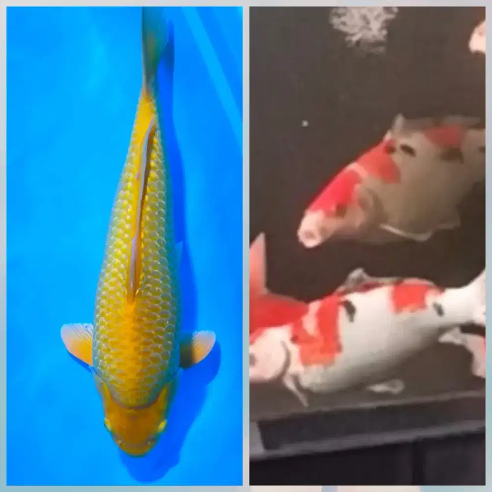 Koi 5 ekor& pakannya tukar