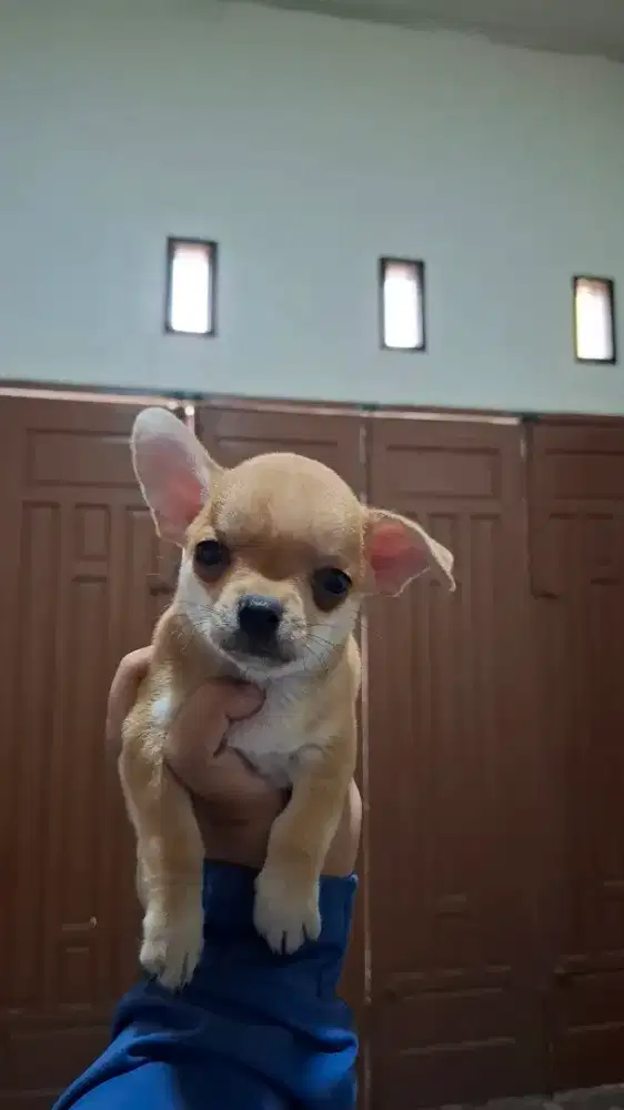CHIHUAHUA (MINI)