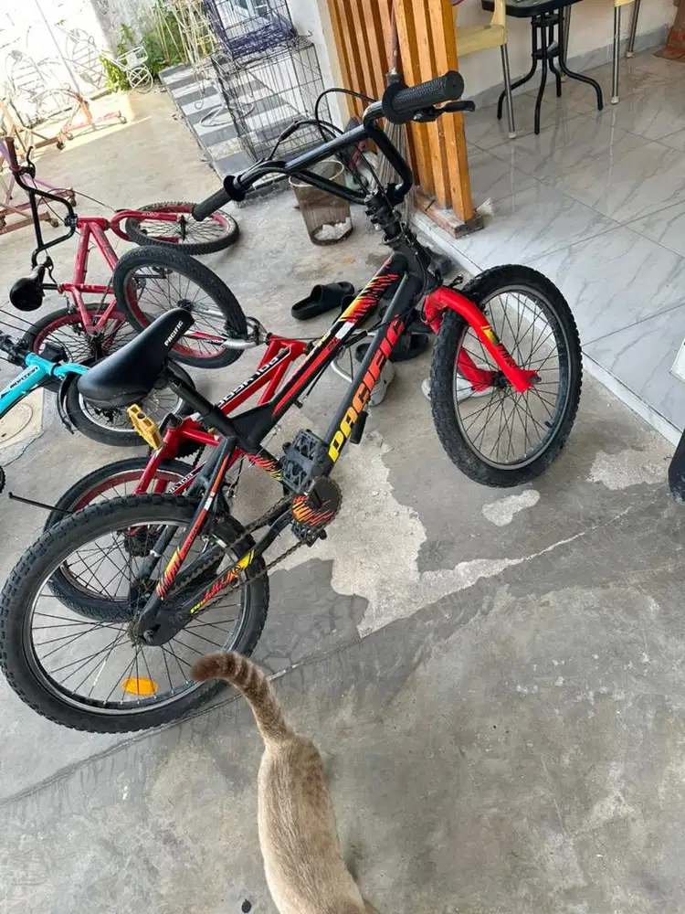 sepesa pasific anak