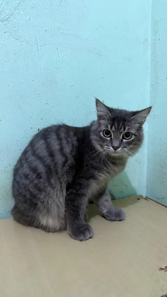 Open adopt kucing abu jantan