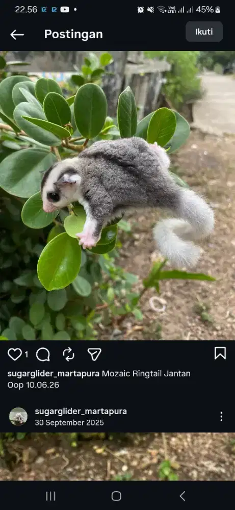 Sugar glider mozaik