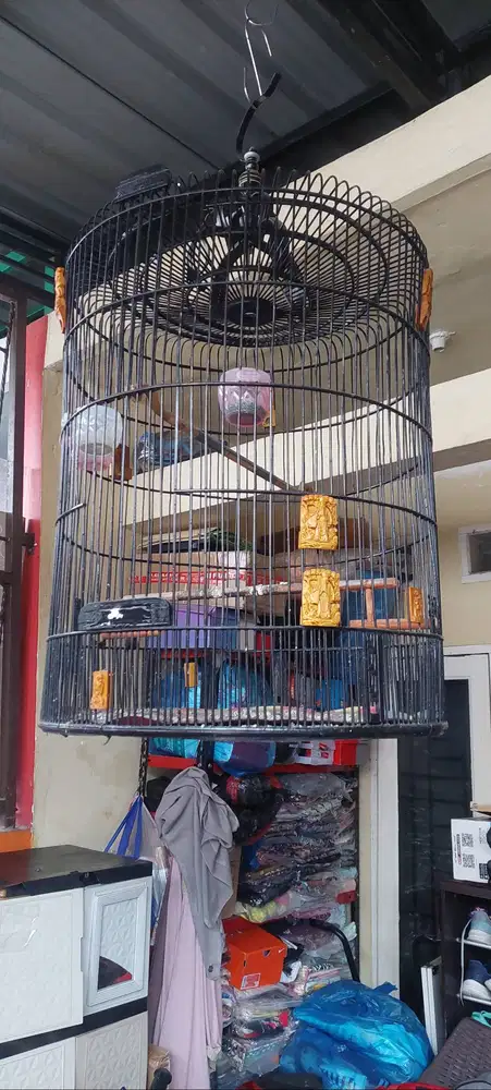 Kandang burung murai