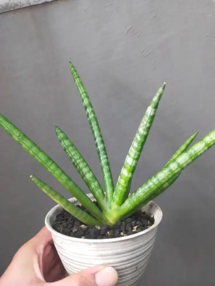 Tanduk rusa varigata dan aglonema