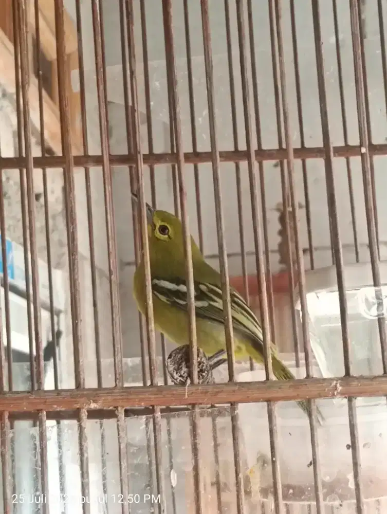 Sirtu cipau rawatan