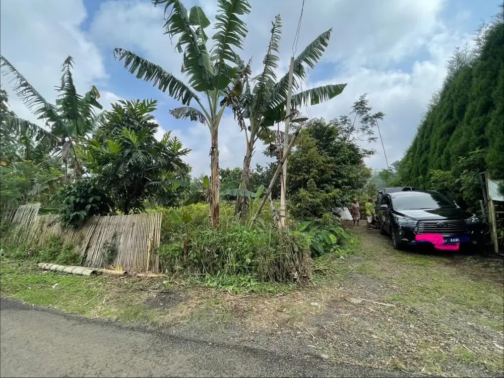 Dijual Tanah Desa Gendro, Kecamatan Tutur, Pasuruan, Jawa Timur