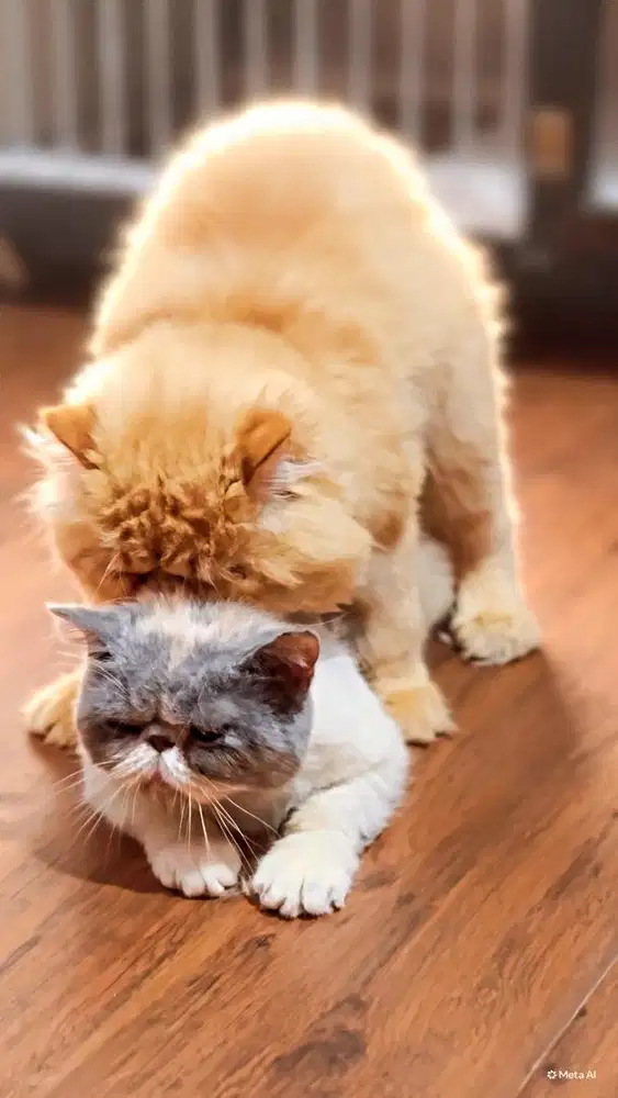 Pacak / sewa kucing peaknose jantan