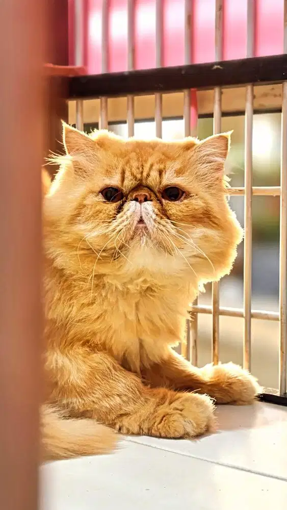 Pacak kucing peaknose extreme